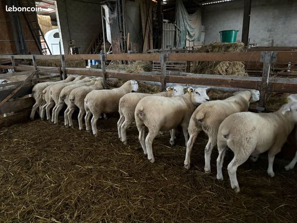 Agnelles texel français