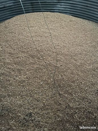 Blé meunier Bio à 13 de protéines