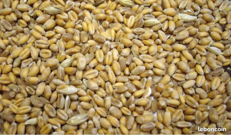 Ble/orge/pois/avoine