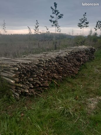 Bois de chauffage peuplier