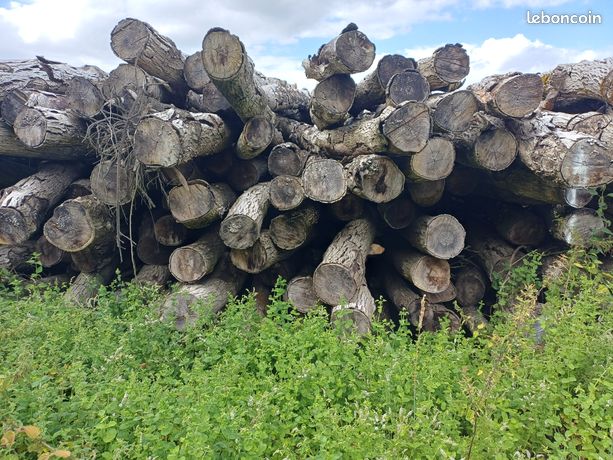 Bois de chauffage noyer
