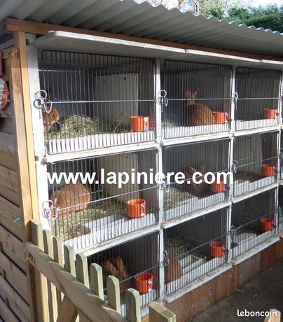 Clapier lapin