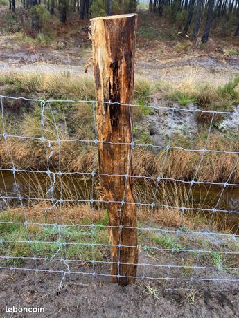 Cloture pour mouton sore
