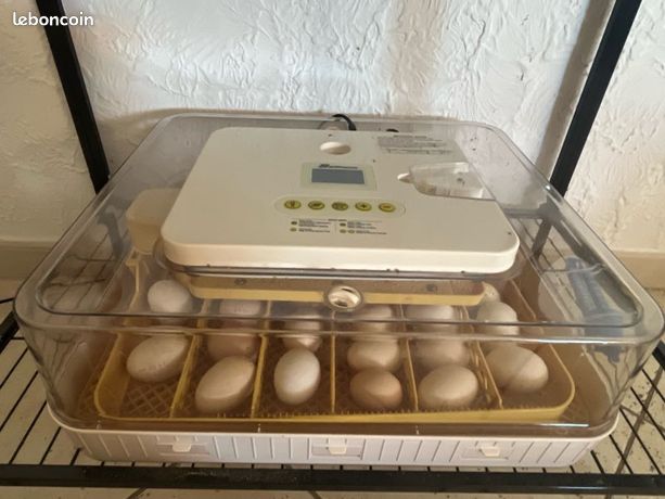 Couveuse automatique