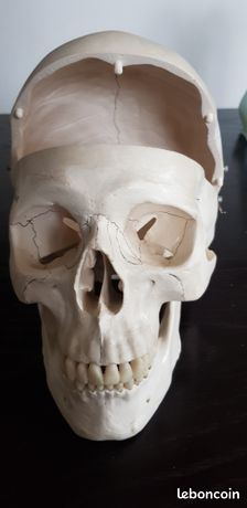 Crâne anatomique