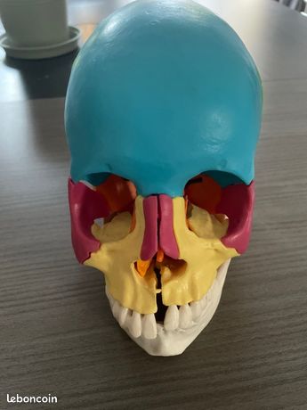 Crâne didactique 22 pièces