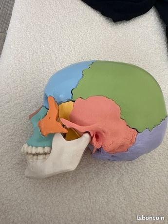 Crâne didactique