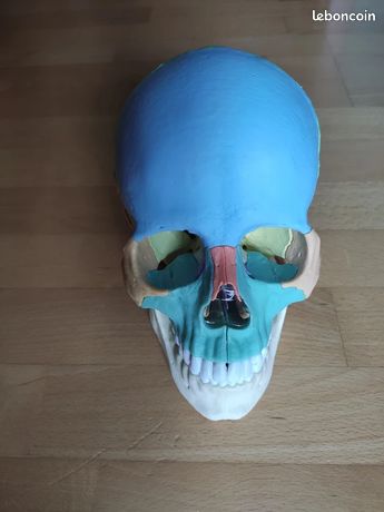 Crâne pédagogique articulable