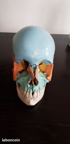 Crâne taille adulte démontable