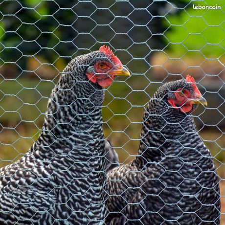 Grillage à poule