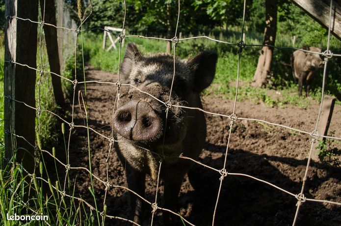 Grillage agricole a bas prix auch