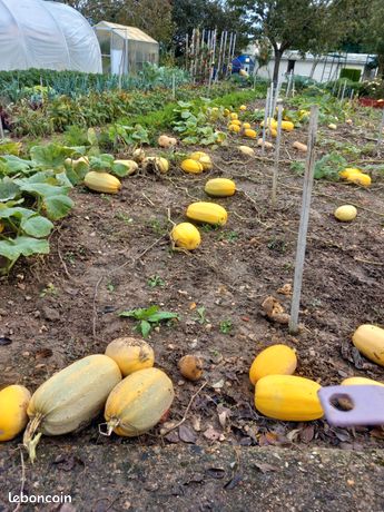 Légumes