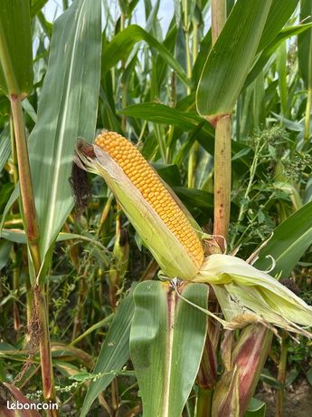 Maïs bio