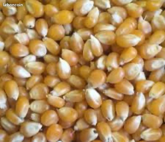 Maïs grain vrac