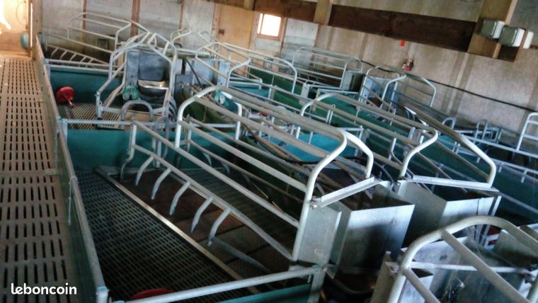 Matériel porcherie, cages truie, case maternité porcine
