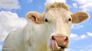 Mets Vaches à Mi-Fruit