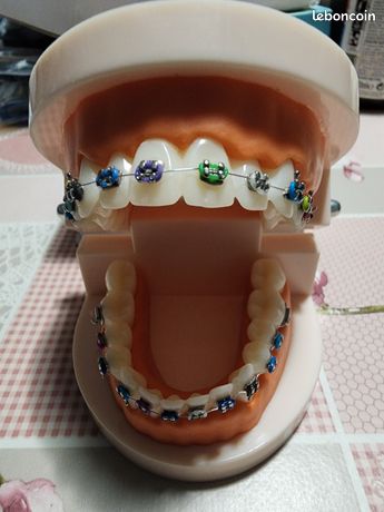 Modele dentaire pedagogique