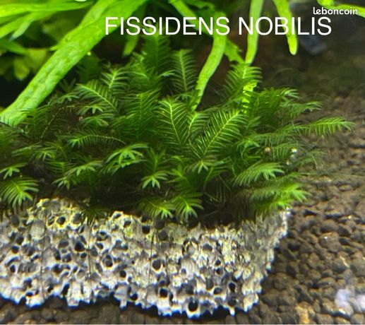Mousse fissidens nobilis