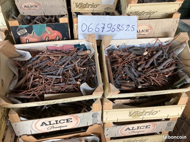 Petits bois d'allumage