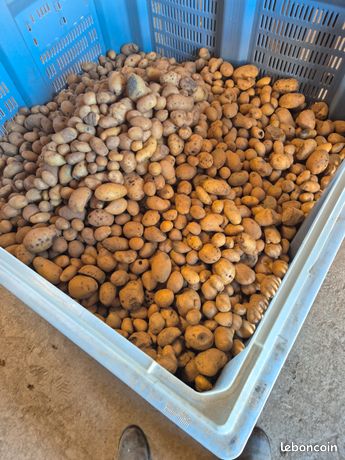 Pommes de terre conso animales