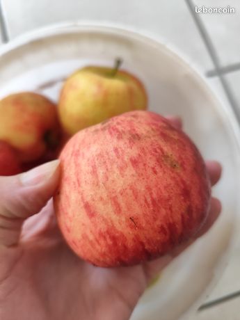 Pommes Gala Gondreville