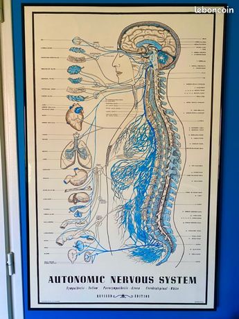 Poster Affiche anatomique du Système Nerveux 60x95 encadrée en alu noir