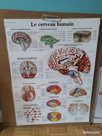 Poster cerveau