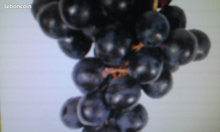 Raisin entier en tonneau