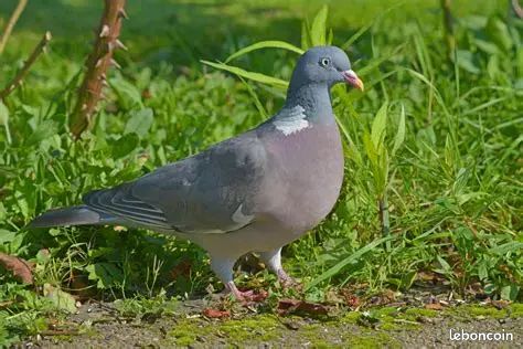 Recherche chasse pigeon
