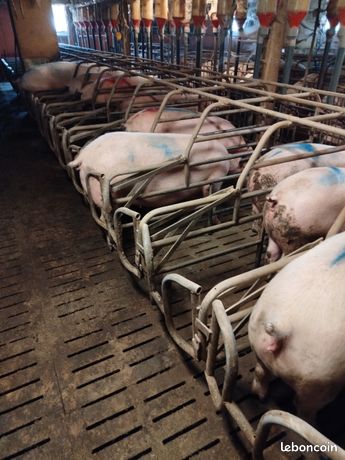 Réfectoires verratterie