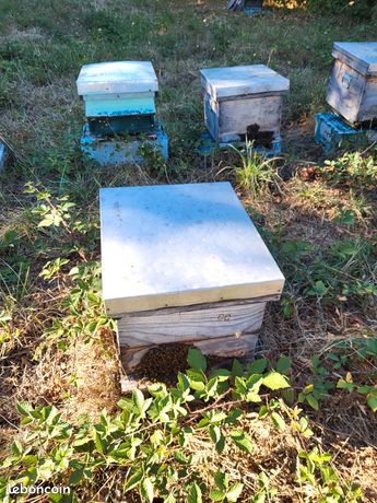 Ruche dadant avec abeille