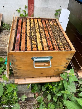 Ruche dadant bois 10 cadres peuplée