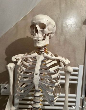 Squelette détude