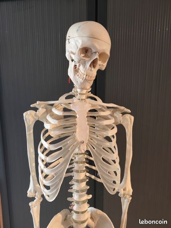 Squelette humain