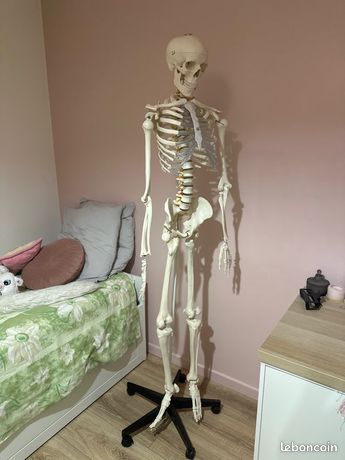 Squelette médical