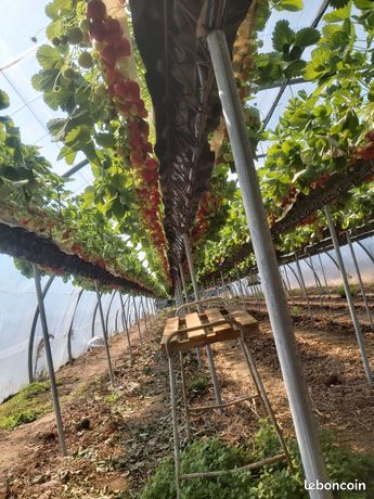 Support de culture hors sol fraises