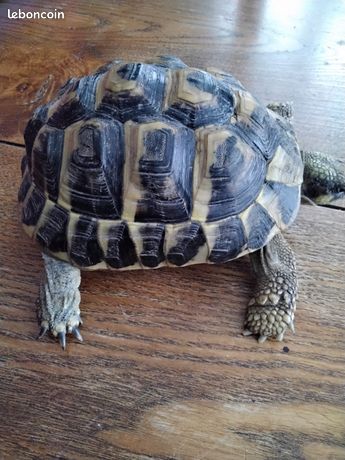 Tortue terrestre