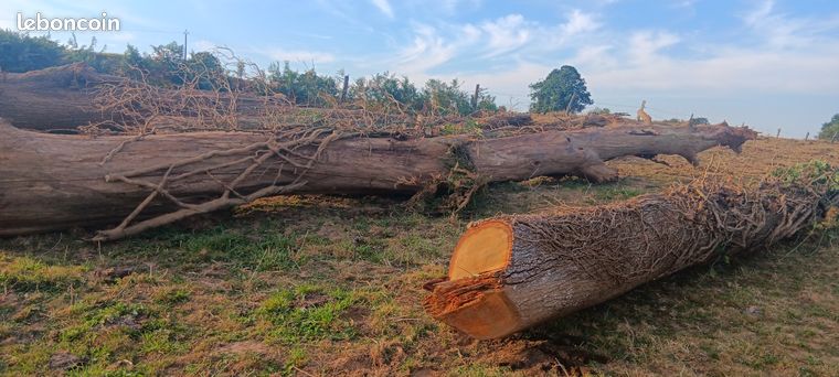 Troncs arbres